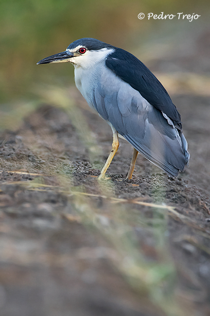 Martinete (Nycticorax nycticorax)